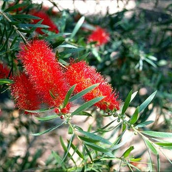 Callistemon Kings Park Special