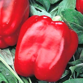 Capsicum California Wonder - seed
