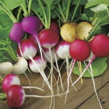 mixed colour radish seed