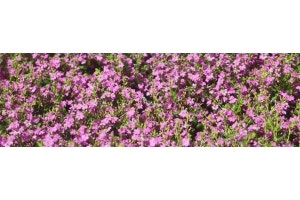cuphea jocelyn's pink