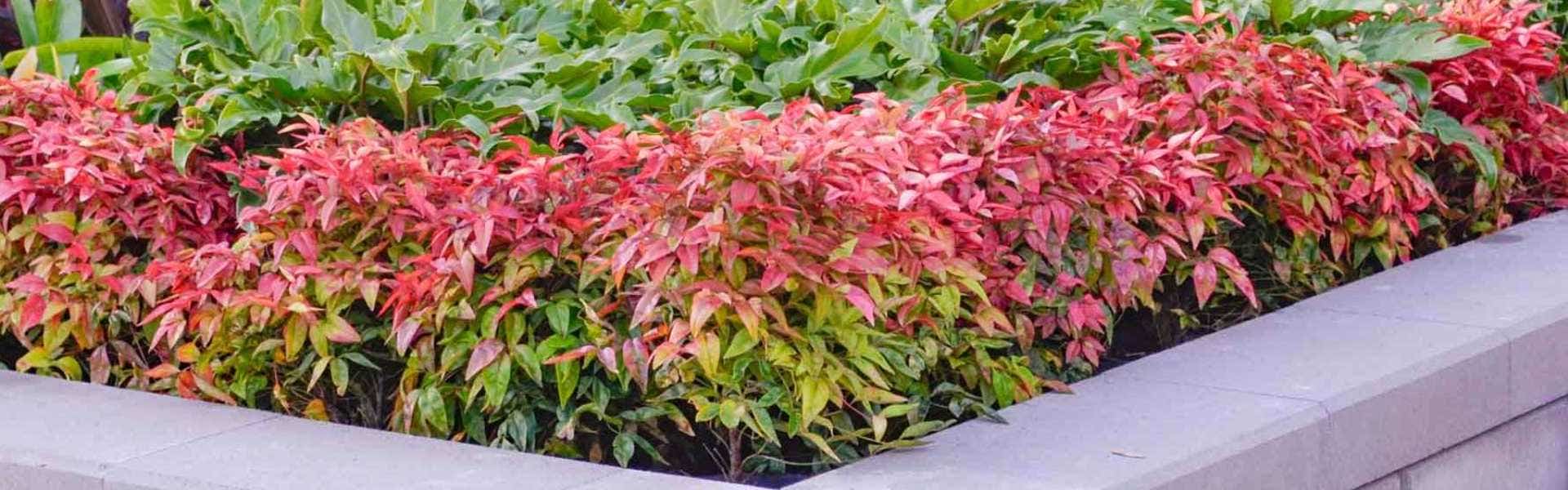 Which Nandina is Best For You?
