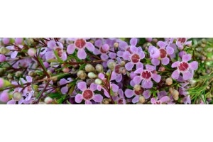 waxflowers