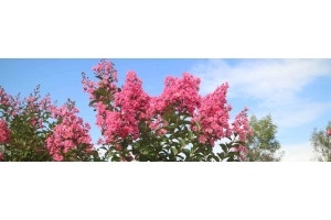 pink crepe myrtle in nursery