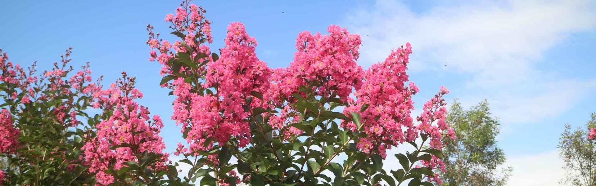 pink crepe myrtle in nursery