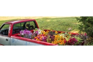 instant gardens