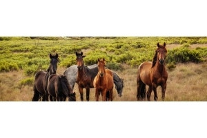 Plants Safe for Horses