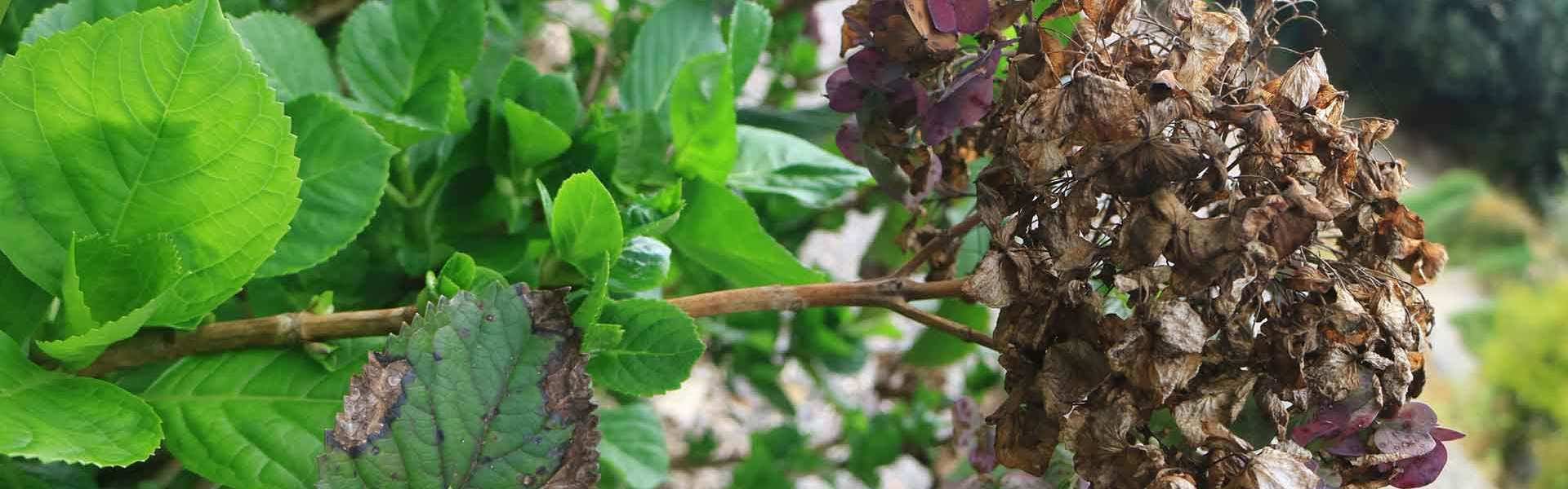 How to Prune Hydrangea