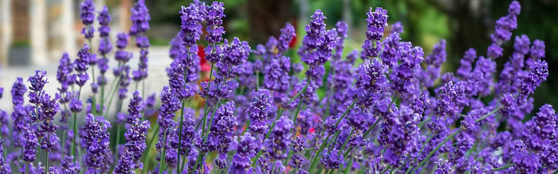 Which Lavender is Best For You?