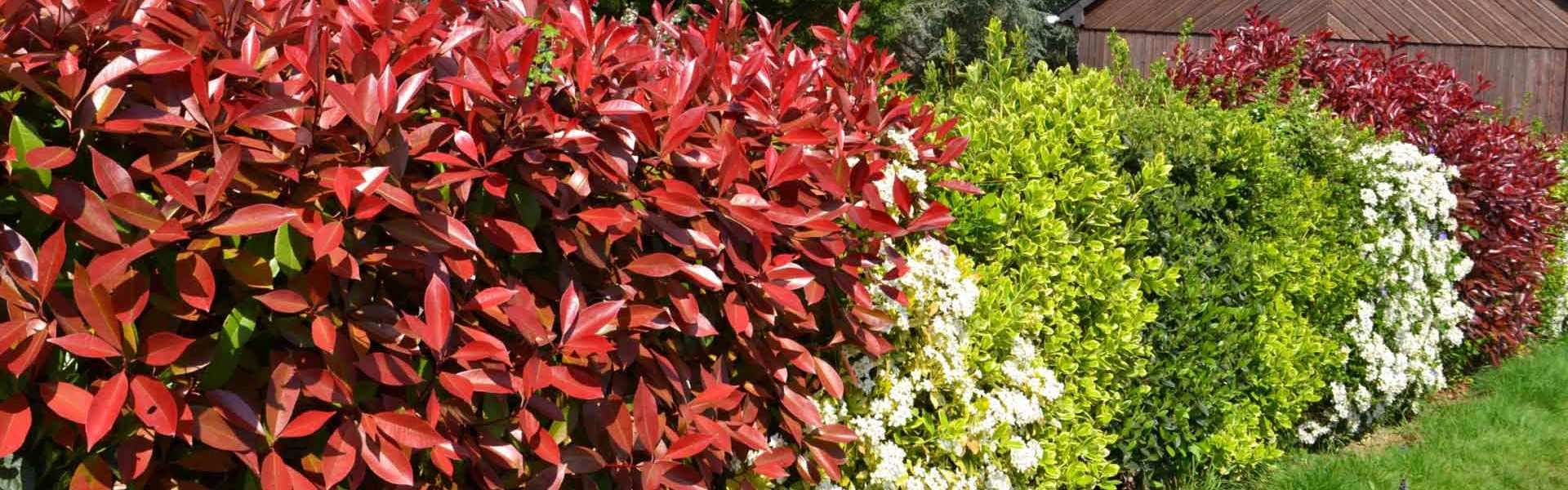 hedge of mixed garden shrubs