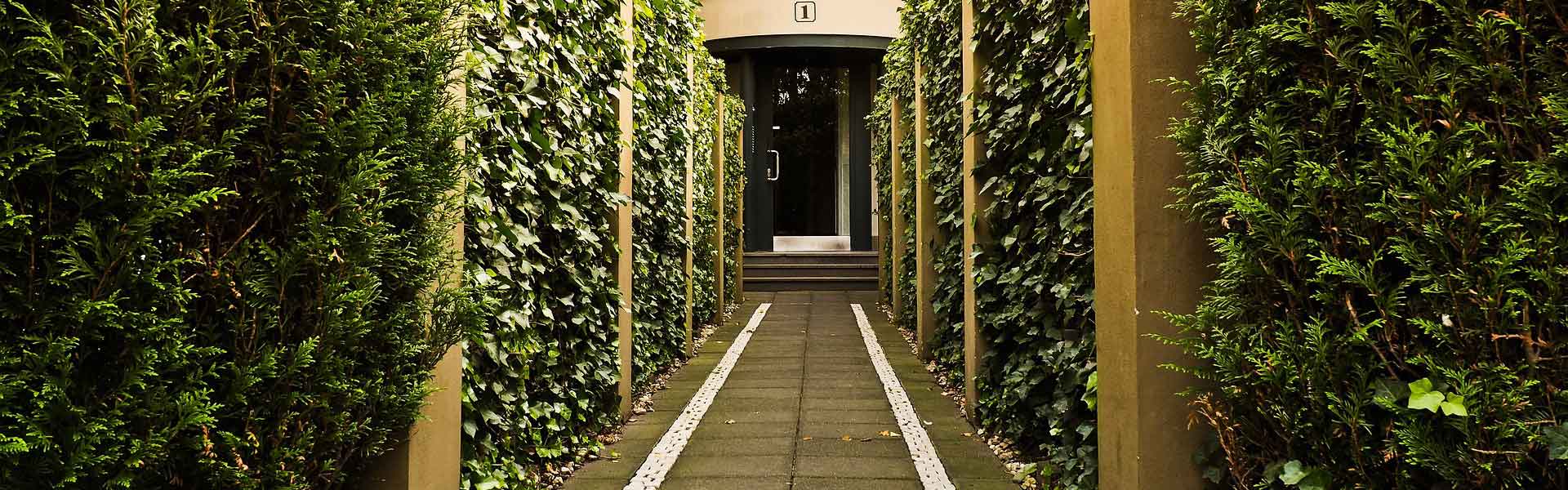 The Best Skinny Hedges For Small Spaces