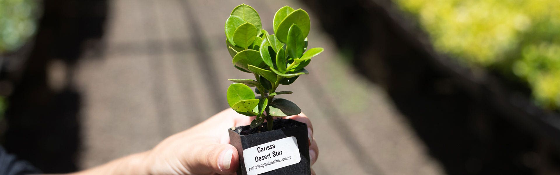 How We Produce Our Plants