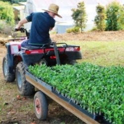 Adenium Trailer