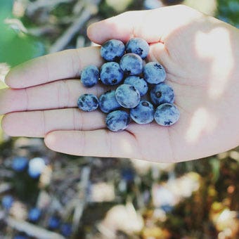 blueberries