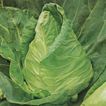 sugarloaf cabbage seeds