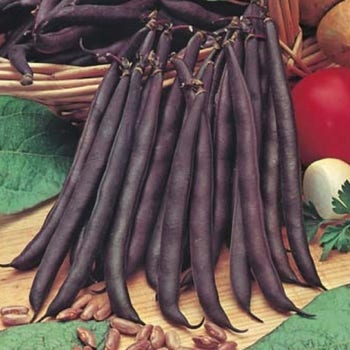 Bean Purple King - seed