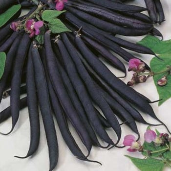 Bean Purple Queen - seed