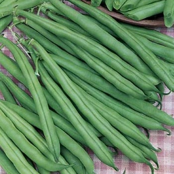Bean Dwarf Tendergreen - seed