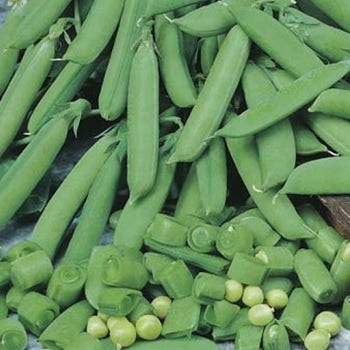 Pea Sugar Snap - seed