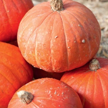 Pumpkin Golden Nugget - seed