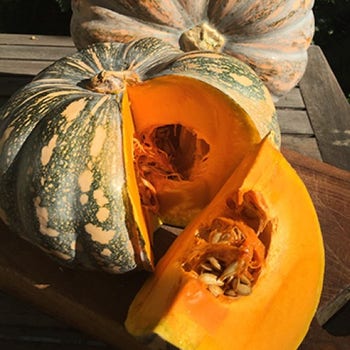 Pumpkin Jap - seed