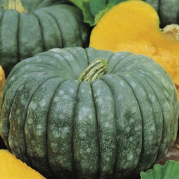 Pumpkin Queensland Blue - seed