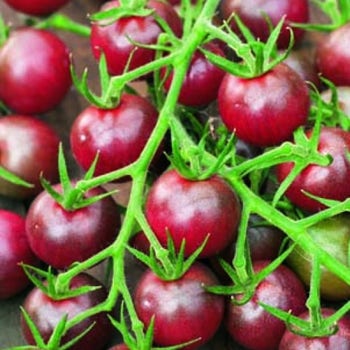 black cherry organic tomato seed