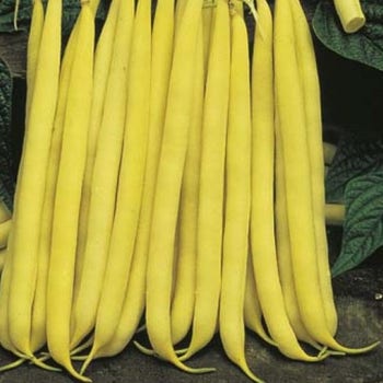 Butter Bean Cherokee Wax - seed