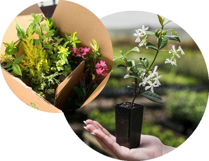 Plant Nursery