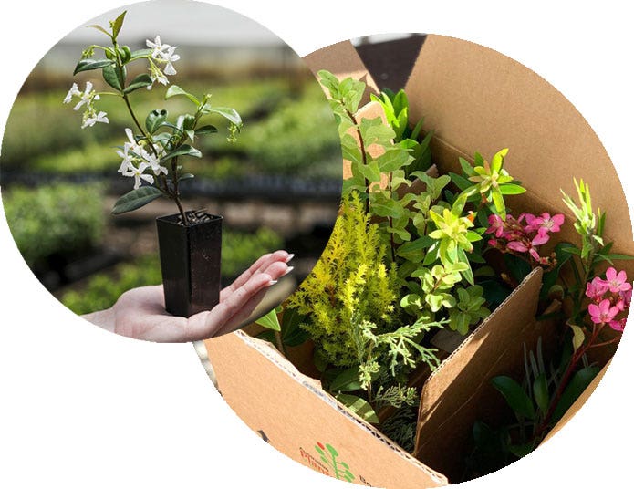 Plant Nursery