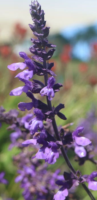 salvia