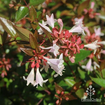 Abelia grandiflora dwarf