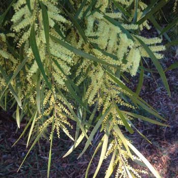 Acacia floribunda - gossamer wattle
