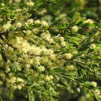 Acacia howittii sticky wattle