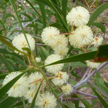 Acacia implexa - hickory wattle