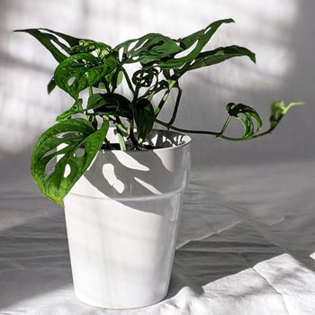 swiss cheese vine Monstera adansonii