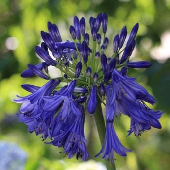Agapanthus Purple Cloud flower
