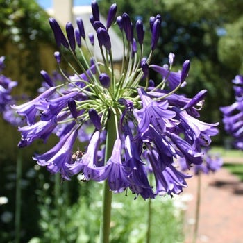 Agapanthus Black Pantha