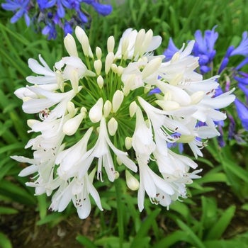 white agapanthus