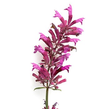 agastache seeds