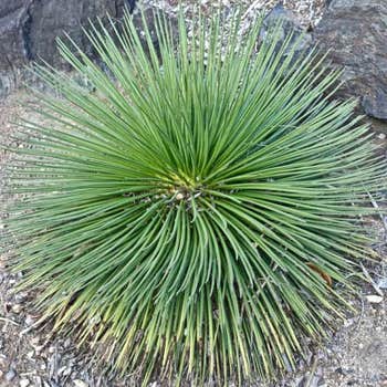 Agave geminiflora
