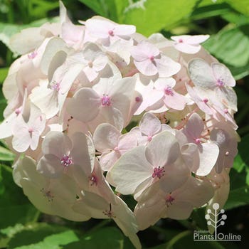 Hydrangea Agnes Pavelli in full sun