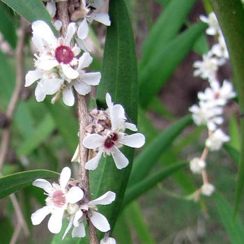 Agonis flexuosa - willow myrtle
