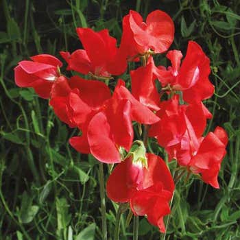 red sweet pea air warden seed