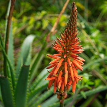 Aloe Supreme Orange