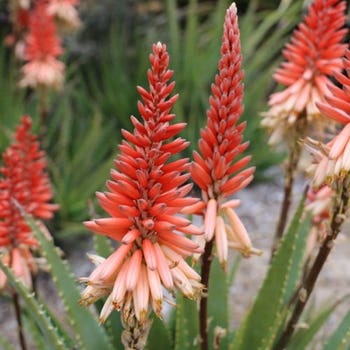 Aloe Mighty Sunset