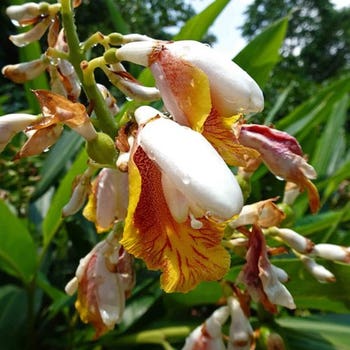 Alpinia mutica - false cardamom ginger