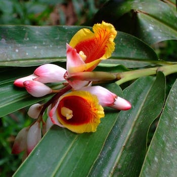 Alpinia henryi - pink shell ginger