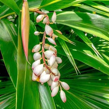 Alpinia nutans - cardamom ginger