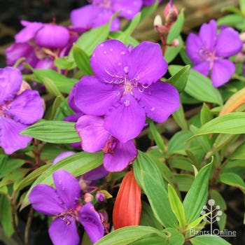 Tibouchina Alstonville flowers on tubestock