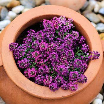 Alyssum Royal Carpet - seed